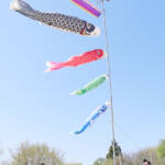 青空に心地良く泳ぐこいのぼり YOU通じ譲渡 伊賀・上野森林公園