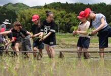 上野北小の児童が田植え体験 伊賀市の「西山の棚田」