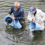 名張川で稚アユ放流スタート 6月27日のアユ釣り解禁へ準備進む