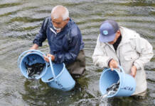 名張川で稚アユ放流スタート 6月27日のアユ釣り解禁へ準備進む