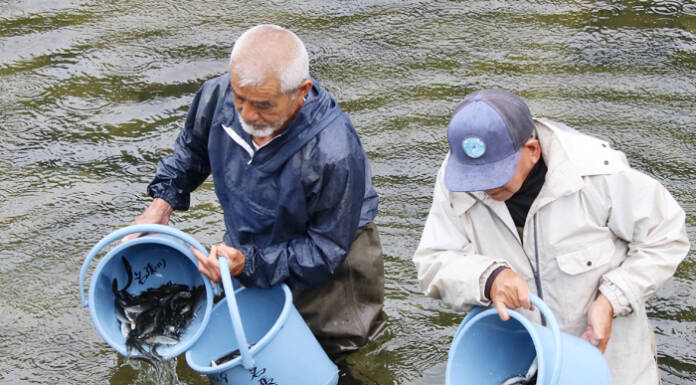 名張川で稚アユ放流スタート 6月27日のアユ釣り解禁へ準備進む