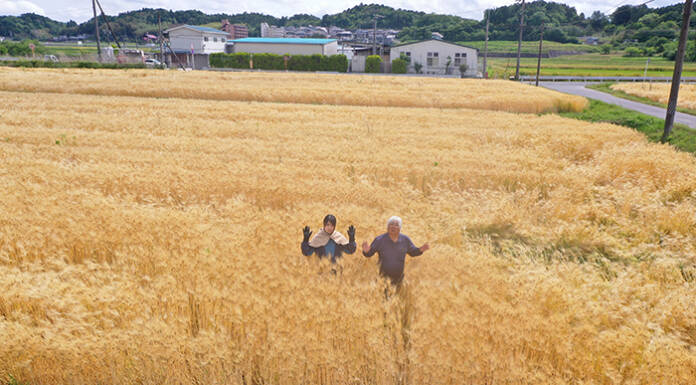 伊賀で「麦秋」 黄金色の畑広がる 初夏の風に揺れ