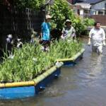初夏の風物詩 ハナショウブ浮かぶ 名張