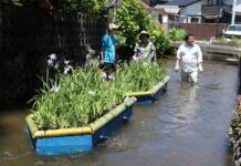 初夏の風物詩 ハナショウブ浮かぶ 名張
