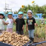 園児がジャガイモ収穫 住民提供の畑で 伊賀・いなこ保育園