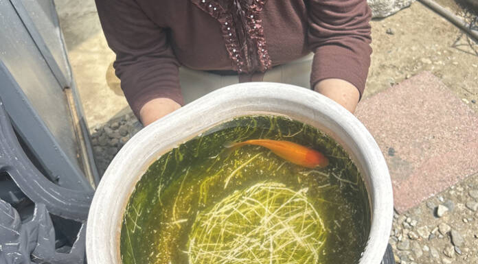 らぶペット 孫とすくった金魚、10年経った今も元気 伊賀・稲濱さん