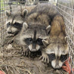 アライグマによる食害深刻 収穫前のブドウ狙う 園主「個体数減らさねば」 名張
