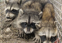 アライグマによる食害深刻 収穫前のブドウ狙う 園主「個体数減らさねば」 名張