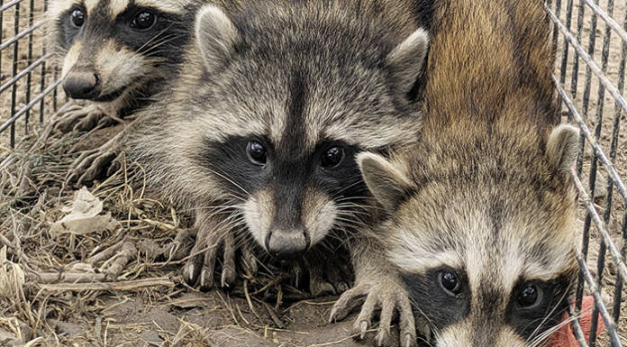 アライグマによる食害深刻 収穫前のブドウ狙う 園主「個体数減らさねば」 名張