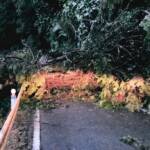 県道奈良名張線で倒木 雨の影響か 名張市薦生