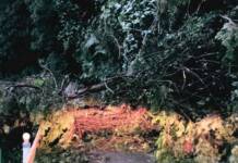 県道奈良名張線で倒木 雨の影響か 名張市薦生