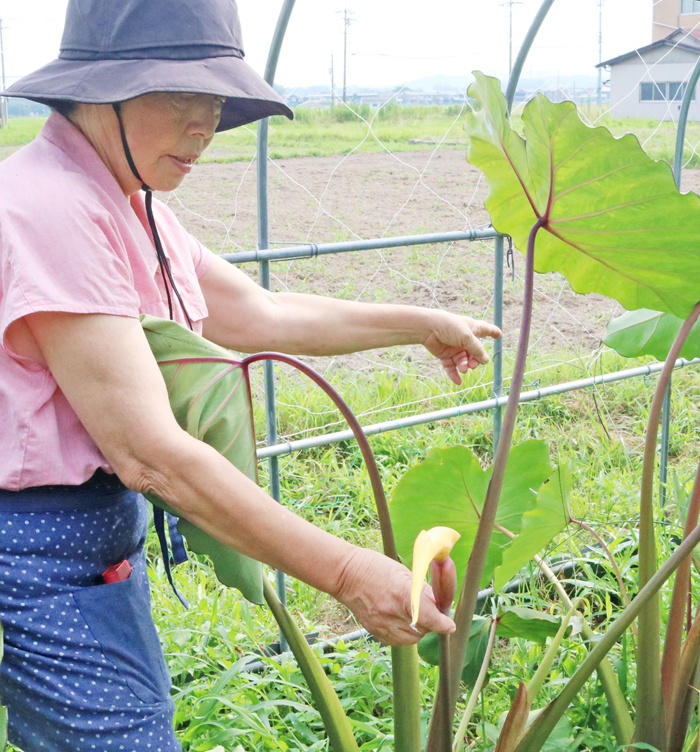 サトイモ開花　名張の田中さん方