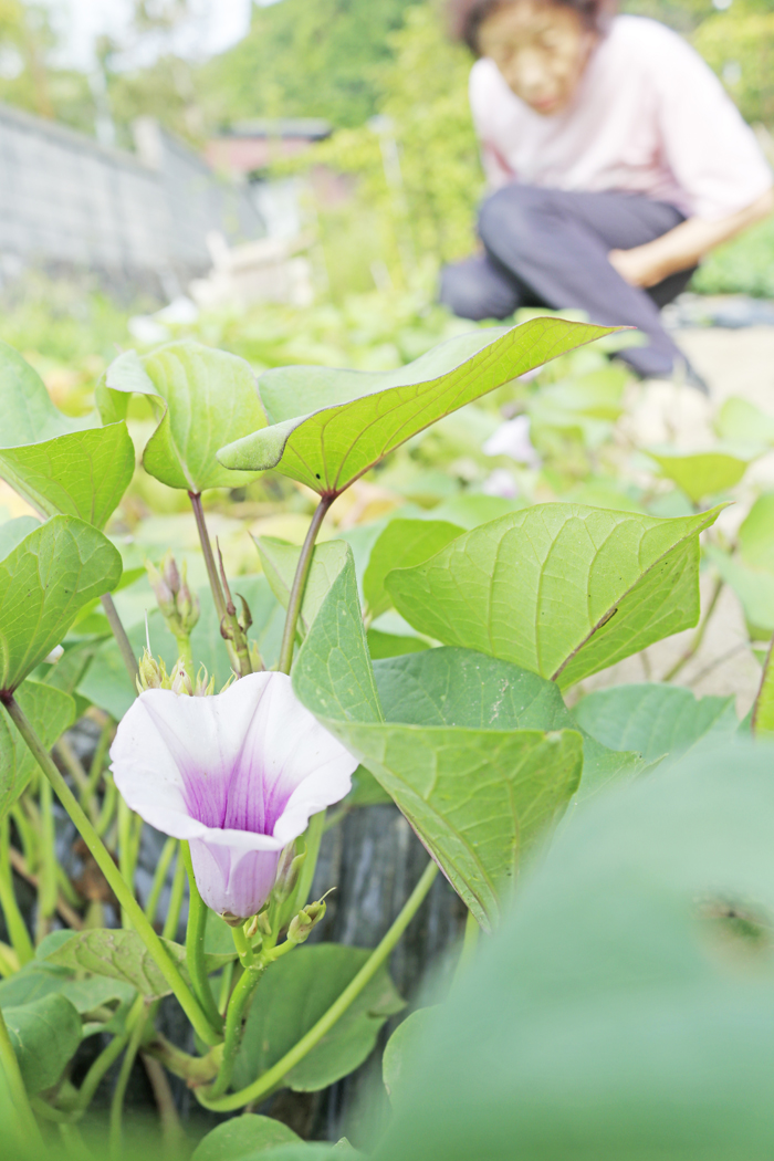 サツマイモ開花 名張の中嶌さん方