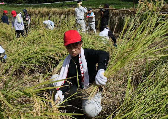 「西山の棚田」で稲刈り体験　児童がもち米収穫　伊賀市