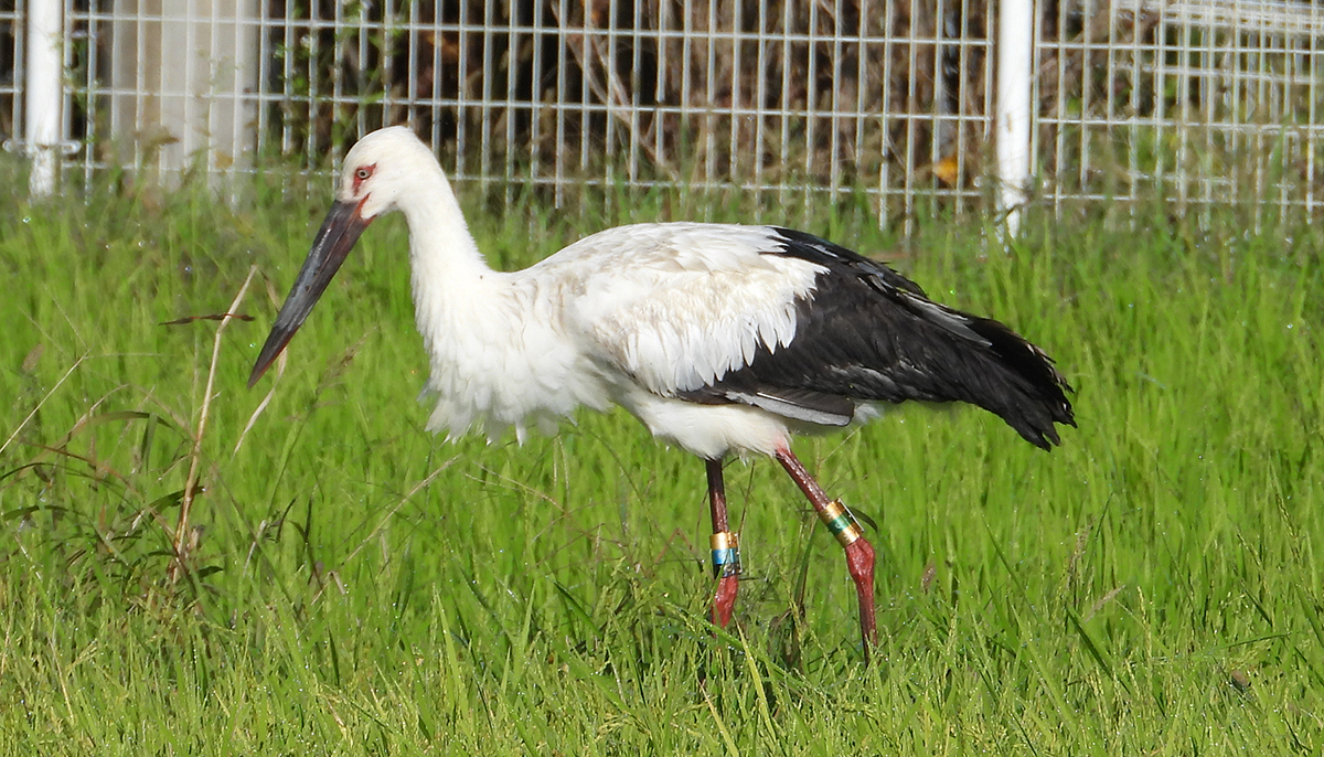 名張にコウノトリ1羽飛来 豊岡生まれ、朝の田んぼで餌探しか