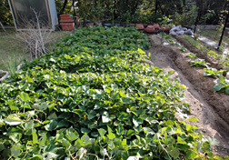 施設菜園